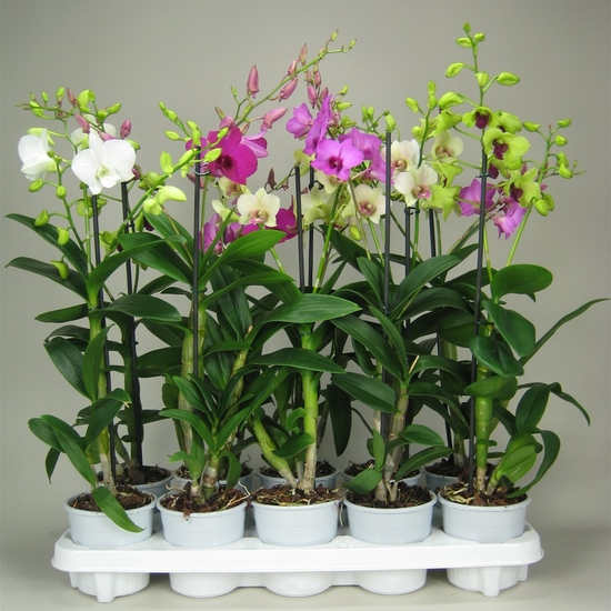 lan Dendrobium mang thể duy trì trong thời gian dài vì hoa rất lâu tàn, trung bình từ 1-2 tháng.